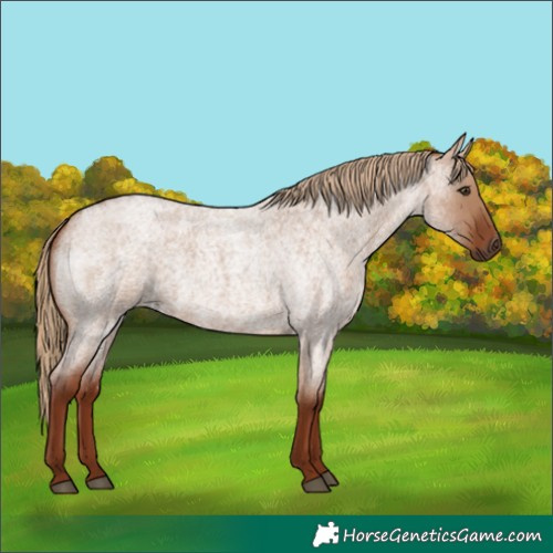 Horse Color:Red Dun Roan 