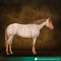 Horse Color:Red Roan 