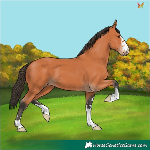Horse Color:Bay 