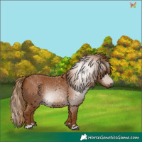 Horse Color:Gray Chestnut