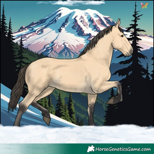 Horse Color:Buckskin 