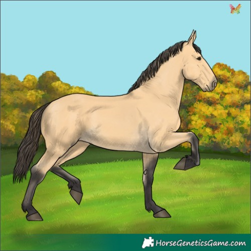 Horse Color:Buckskin 
