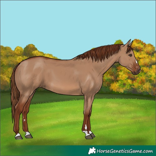 Horse Color:Red Dun 