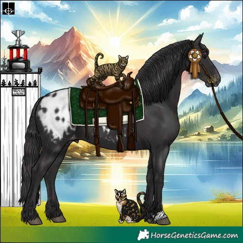 Horse Color:Smoky Black Appaloosa 