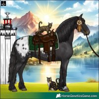 Horse Color:Smoky Black Appaloosa 