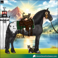 Horse Color:Smoky Black Appaloosa 