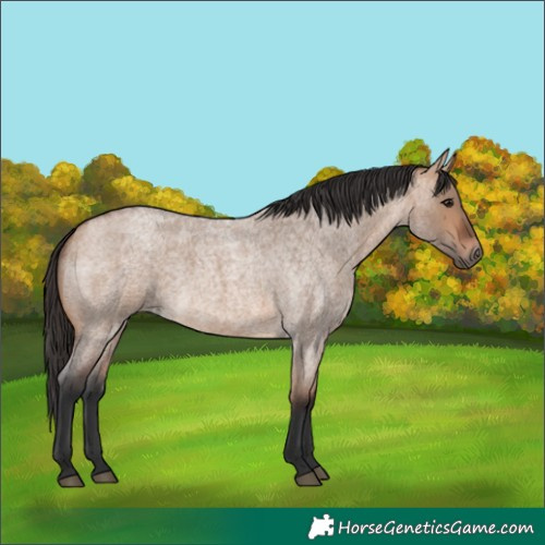 Horse Color:Bay Roan Dun 