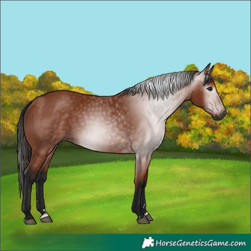 Horse Color:Gray Bay 