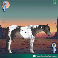 Horse Color:Smoky Black Tobiano