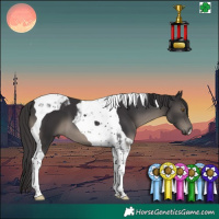 Horse Color:Smoky Black Tobiano