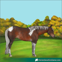 Horse Color:Silver Brown Tobiano Rabicano