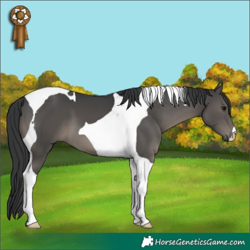 Horse Color:Black Tobiano 