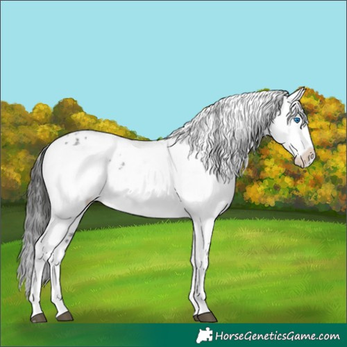 Horse Color:Liver Chestnut Frame 