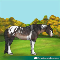 Horse Color:Brown Tobiano Blanket Rabicano 