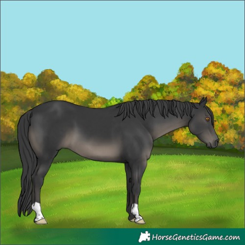 Horse Color:Black 