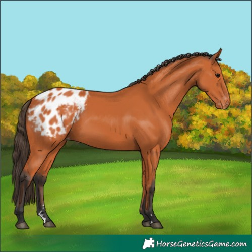 Horse Color:Bay Appaloosa 
