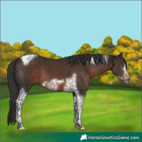 Horse Color:Liver Chestnut Tobiano Frame 