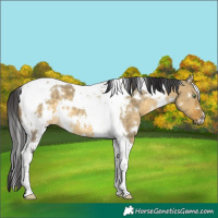 Horse Color:White Spotted Buckskin Dun Tobiano