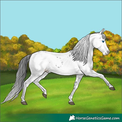 Horse Color:Black Frame 