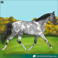 Horse Color:White Spotted Blue Roan Appaloosa