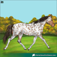 Horse Color:Bay Dun Tobiano Appaloosa Rabicano 