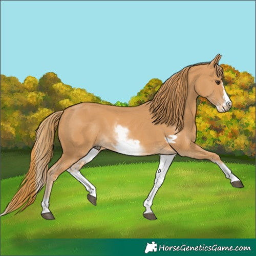 Horse Color:Unknown 