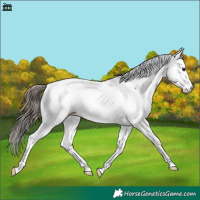 Horse Color:Buckskin Appaloosa