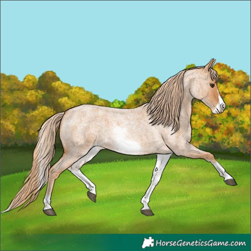 Horse Color:Unknown 