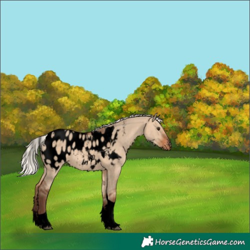 Horse Color:Powder White Void Silver Brown Dun Tobiano Blanket 