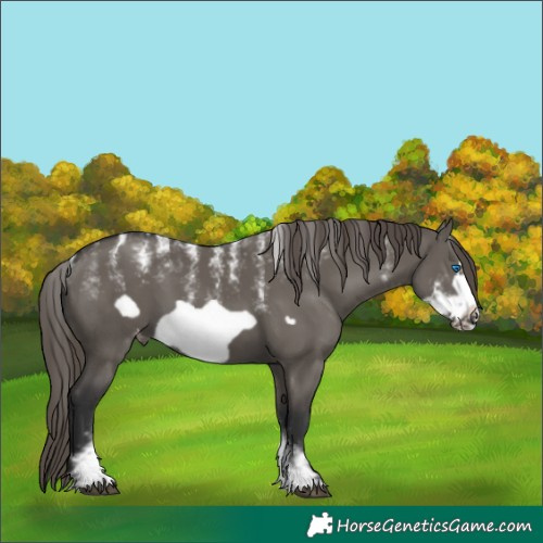 Horse Color:Powder White Grullo Sabino Frame Appaloosa 