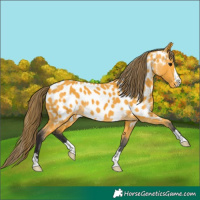 Horse Color:Buckskin Near Leopard 