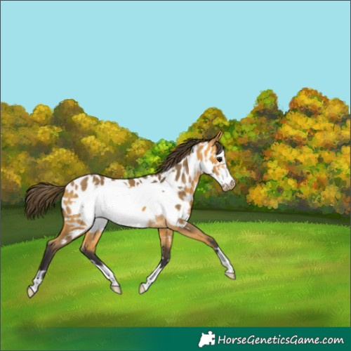 Horse Color:Buckskin Frame Appaloosa 
