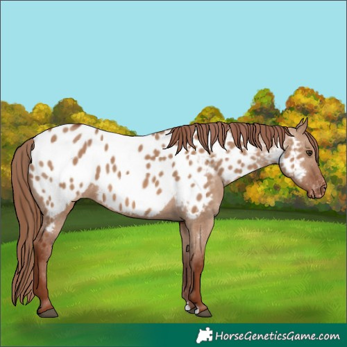 Horse Color:Red Dun Appaloosa 