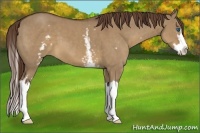 Horse Color:White Spotted Liver Red Dun Splash Frame
