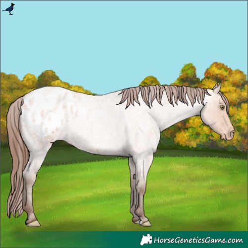 Horse Color:Amber Champagne Roan Appaloosa 