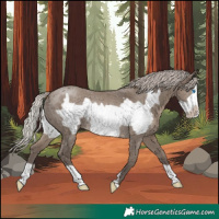 Horse Color:Silver Grullo Frame Rabicano 