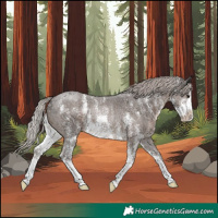 Horse Color:Silver Black Sabino Rabicano 