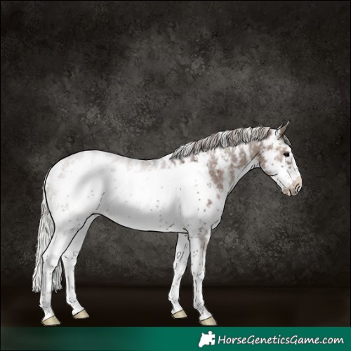 Horse Color:Silver Black Sabino Frame Rabicano