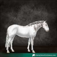 Horse Color:Silver Black Sabino Frame Rabicano 