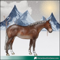 Horse Color:Silver Brown Rabicano