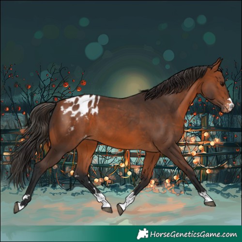 Horse Color:Bay Appaloosa 