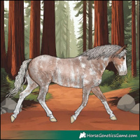 Horse Color:Silver Brown Roan Sabino Rabicano