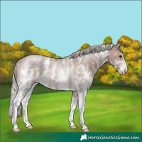 Horse Color:Silver Brown Roan Sabino Rabicano