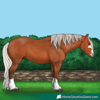 Horse Color:Silver Bay 