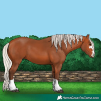 Horse Color:Silver Bay 