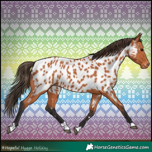 Horse Color:Bay Appaloosa 
