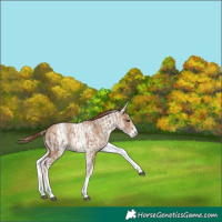 Horse Color:White Spotted Red Dun Rabicano  and White Spotted Red Dun Splash Rabicano 