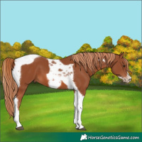Horse Color:Chestnut Tobiano Frame 