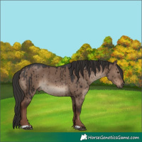 Horse Color:Liver Red Dun Brindle 