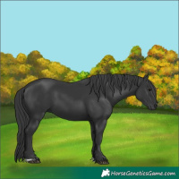 Horse Color:Black 